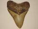 Fossil Megalodon Shark Tooth 4 5/8 Inches Lee Creek North Carolina No Repairs