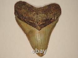 Fossil Megalodon Shark Tooth 4 5/8 inches Lee Creek North Carolina no repairs