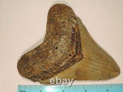 Fossil Megalodon Shark Tooth 4 5/8 inches Lee Creek North Carolina no repairs