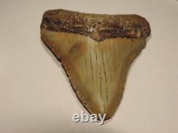 Fossil Megalodon Shark Tooth 4 5/8 inches Lee Creek North Carolina no repairs