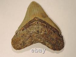 Fossil Megalodon Shark Tooth 4 5/8 inches Lee Creek North Carolina no repairs