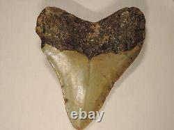Fossil Megalodon Shark Tooth 4 5/8 inches Lee Creek North Carolina no repairs