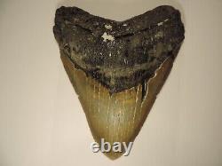 Fossil Megalodon Shark Tooth 5.06 inches, brown, found offshore North Carolina