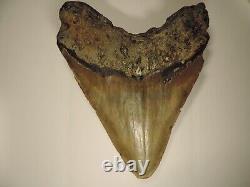 Fossil Megalodon Shark Tooth 5.06 inches, brown, found offshore North Carolina