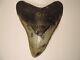 Fossil Megalodon Shark Tooth 5 3/8 Inches, Brown, Found Offshore North Carolina