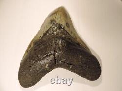 Fossil Megalodon Shark Tooth 5 3/8 inches, brown, found offshore North Carolina