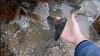 Fossil Megalodon Shark Tooth Collecting May 2013