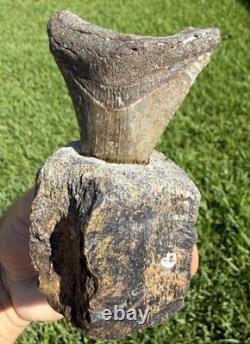 Fossil Megalodon Shark Tooth Mounted in Fossil Whale Vertebrae Free Standing