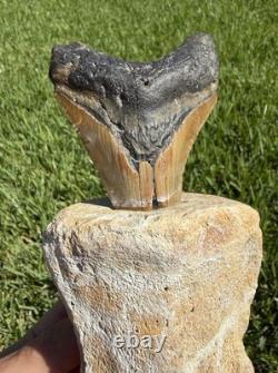 Fossil Megalodon Shark Tooth Mounted in Fossil Whale Vertebrae Free Standing