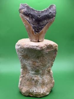 Fossil Megalodon Shark Tooth Mounted in Fossil Whale Vertebrae Free Standing