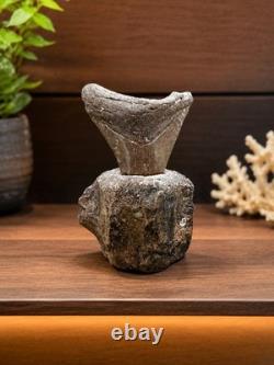 Fossil Megalodon Shark Tooth Mounted in Fossil Whale Vertebrae Free Standing