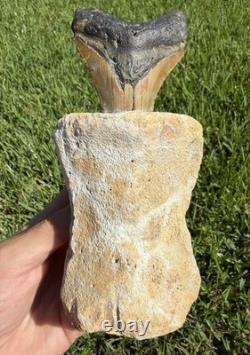 Fossil Megalodon Shark Tooth Mounted in Fossil Whale Vertebrae Free Standing