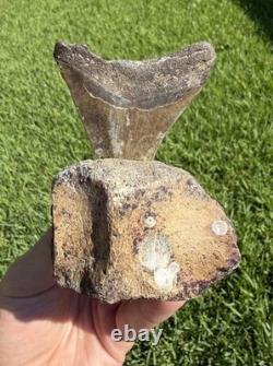 Fossil Megalodon Shark Tooth Mounted in Fossil Whale Vertebrae Free Standing
