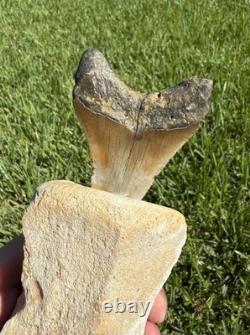 Fossil Megalodon Shark Tooth Mounted in Fossil Whale Vertebrae Free Standing