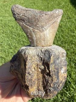 Fossil Megalodon Shark Tooth Mounted in Fossil Whale Vertebrae Free Standing