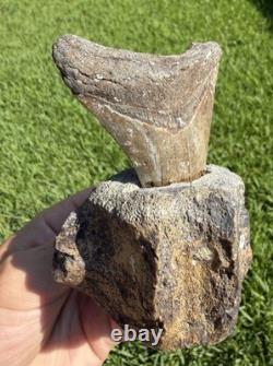 Fossil Megalodon Shark Tooth Mounted in Fossil Whale Vertebrae Free Standing
