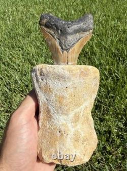 Fossil Megalodon Shark Tooth Mounted in Fossil Whale Vertebrae Free Standing