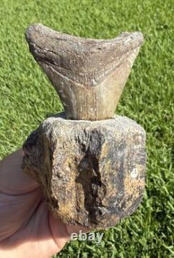 Fossil Megalodon Shark Tooth Mounted in Fossil Whale Vertebrae Free Standing
