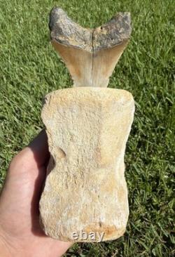 Fossil Megalodon Shark Tooth Mounted in Fossil Whale Vertebrae Free Standing