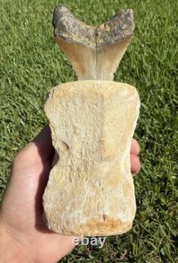 Fossil Megalodon Shark Tooth Mounted in Fossil Whale Vertebrae Free Standing