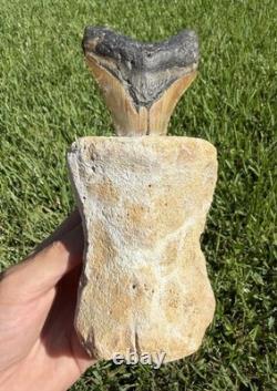 Fossil Megalodon Shark Tooth Mounted in Fossil Whale Vertebrae Free Standing