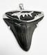 Fossil Megalodon Shark Tooth Pendant Megalodon Tooth With Sterling Silver Cap