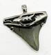 Fossil Megalodon Shark Tooth Pendant Megalodon Tooth With Sterling Silver Cap