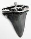Fossil Megalodon Shark Tooth Pendant Megalodon Tooth With Sterling Silver Cap