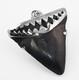 Fossil Megalodon Shark Tooth Pendant Megalodon Tooth With Sterling Silver Cap