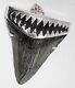 Fossil Megalodon Shark Tooth Pendant Megalodon Tooth With Sterling Silver Cap