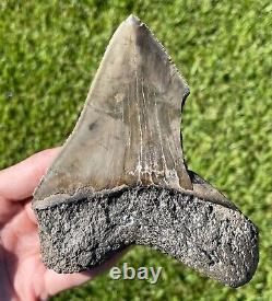 Fossil Megalodon Sharks Tooth HUGE 5.1 Meg Meglodon Miocene