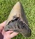 Fossil Megalodon Sharks Tooth Huge 5.25 Meg Meglodon Miocene