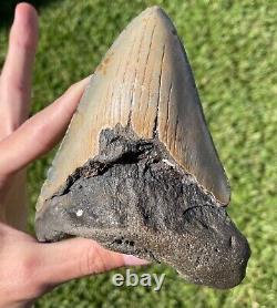 Fossil Megalodon Sharks Tooth HUGE 5.25 Meg Meglodon Miocene