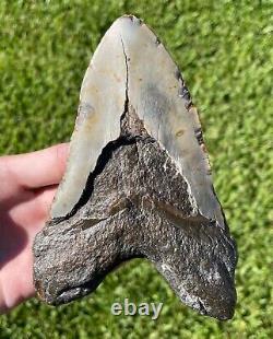 Fossil Megalodon Sharks Tooth HUGE 5.6 Meg Meglodon Miocene