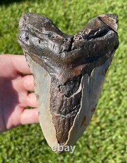 Fossil Megalodon Sharks Tooth HUGE 5.6 Meg Meglodon Miocene