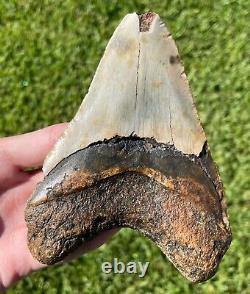 Fossil Megalodon Sharks Tooth HUGE 5 Meg Meglodon Miocene