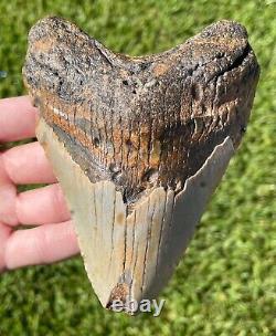 Fossil Megalodon Sharks Tooth HUGE 5 Meg Meglodon Miocene