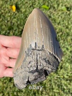 Fossil Megalodon Sharks Tooth MASSIVE 5.1 Meg Meglodon Miocene