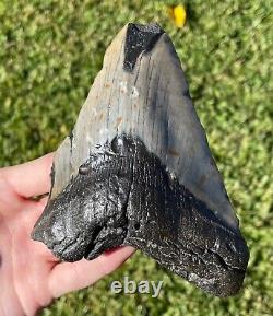 Fossil Megalodon Sharks Tooth MASSIVE 5.4 Meg Meglodon Miocene