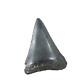 Fossil Shark Tooth Odontus (carcharodon) Megalodon Florida Usa Ea9396