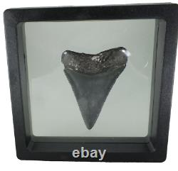 Fossil Shark Tooth Odontus (Carcharodon) Megalodon Florida USA EA9396