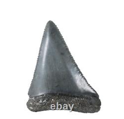 Fossil Shark Tooth Odontus (Carcharodon) Megalodon Florida USA EA9396