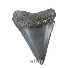 Fossil Shark Tooth Odontus (Carcharodon) Megalodon Florida USA EA9396