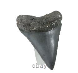 Fossil Shark Tooth Odontus (Carcharodon) Megalodon Florida USA EA9396