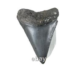 Fossil Shark Tooth Odontus (Carcharodon) Megalodon Florida USA EA9396