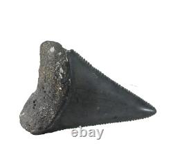 Fossil Shark Tooth Odontus (Carcharodon) Megalodon Florida USA EA9396