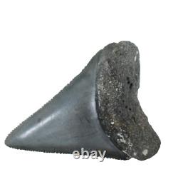 Fossil Shark Tooth Odontus (Carcharodon) Megalodon Florida USA EA9396