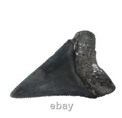 Fossil Shark Tooth Odontus (Carcharodon) Megalodon Florida USA EA9396