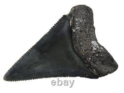 Fossil Shark Tooth Odontus (Carcharodon) Megalodon Florida USA EA9396