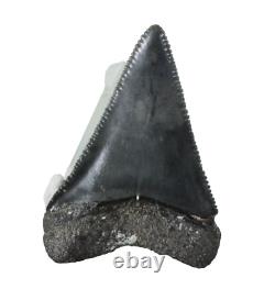 Fossil Shark Tooth Odontus (Carcharodon) Megalodon Florida USA EA9396